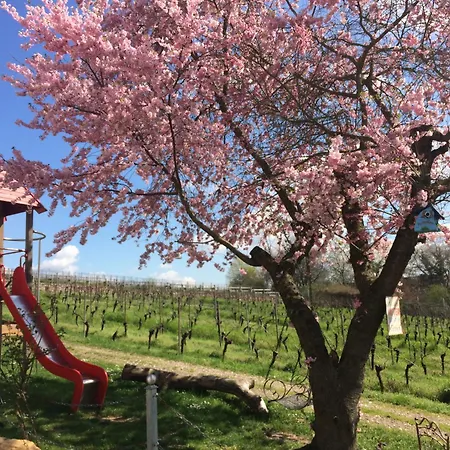 Im Weinhof Martin Apartment