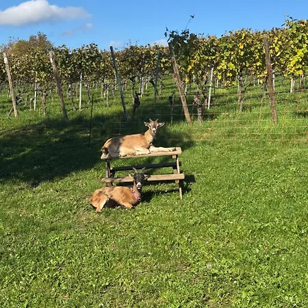 Im Weinhof Martin Apartmán