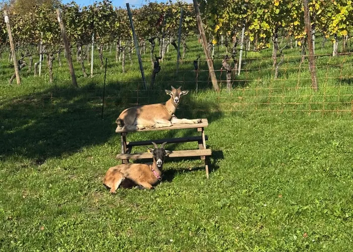 Im Weinhof Martin Apartmán